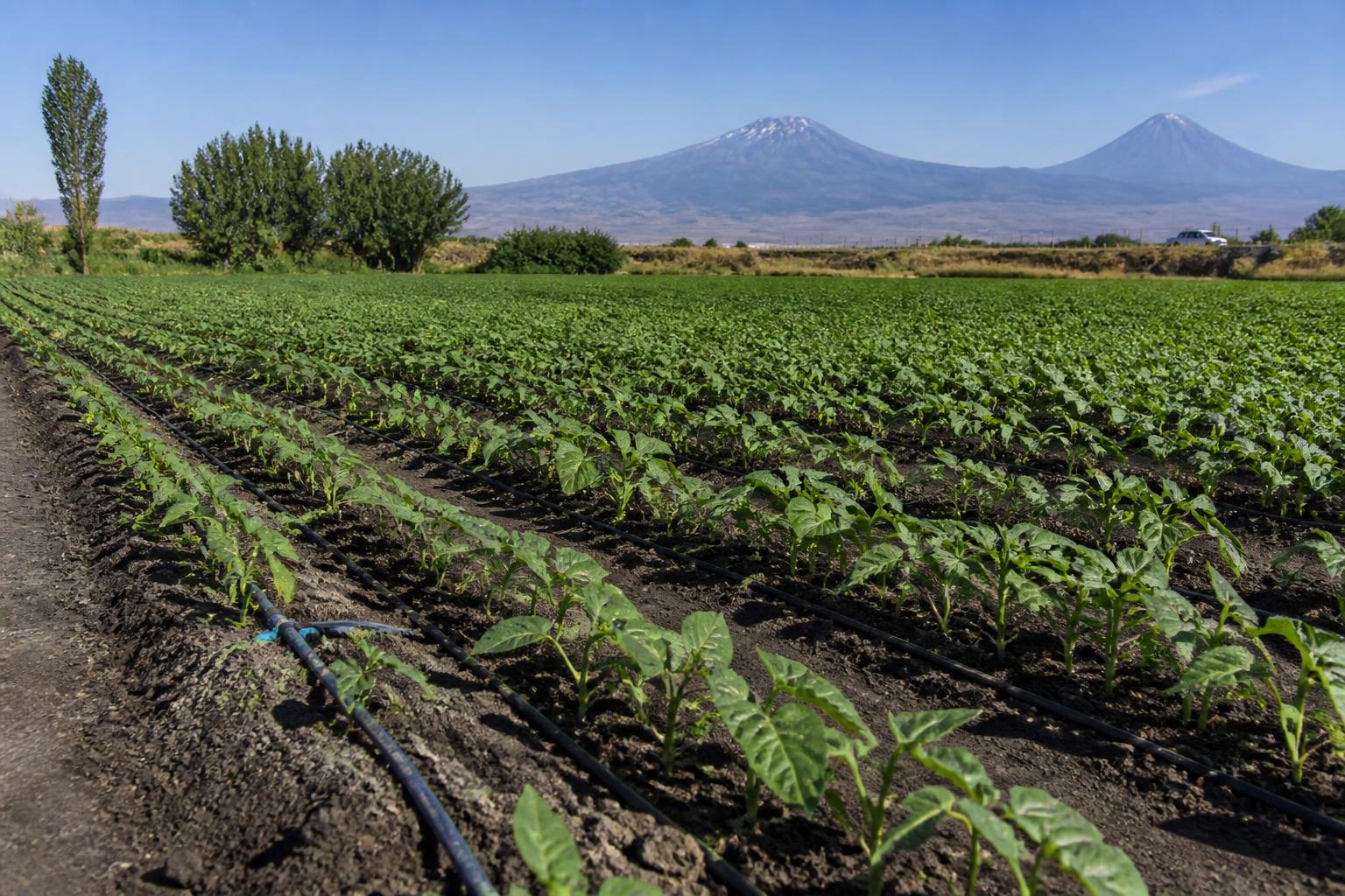 Drip irrigation in agricultural field
